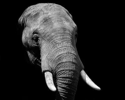 Der Elefant